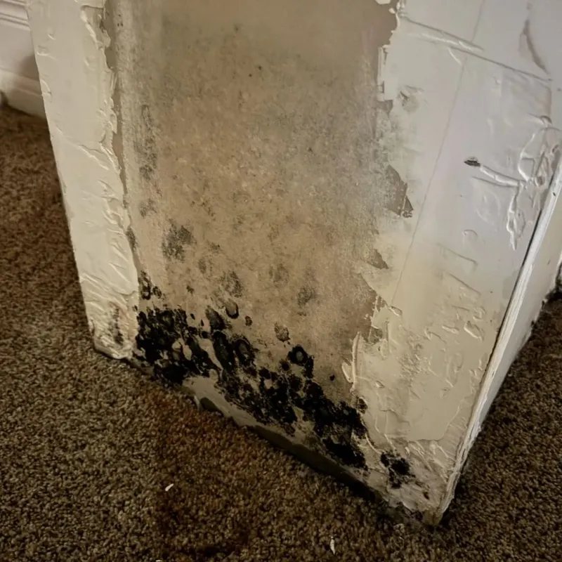 Professional Mold Removal in Crozet, VA